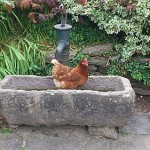 Granite Trough Image 3